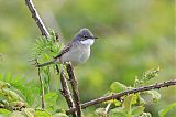 Greater Whitethroatborder=